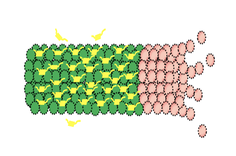 Microtubule after tau depletion 